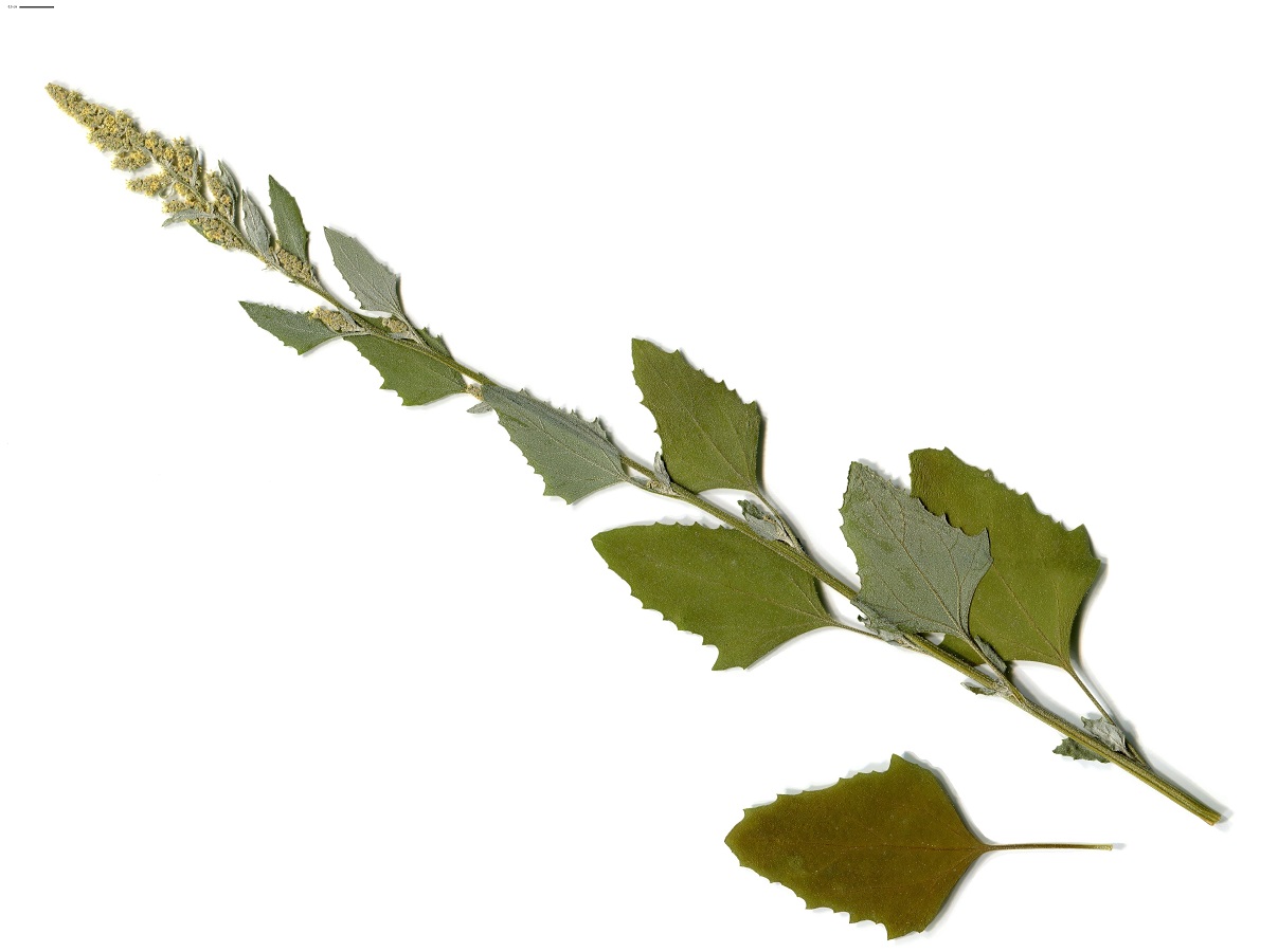 Chenopodium album subsp. album (Amaranthaceae)